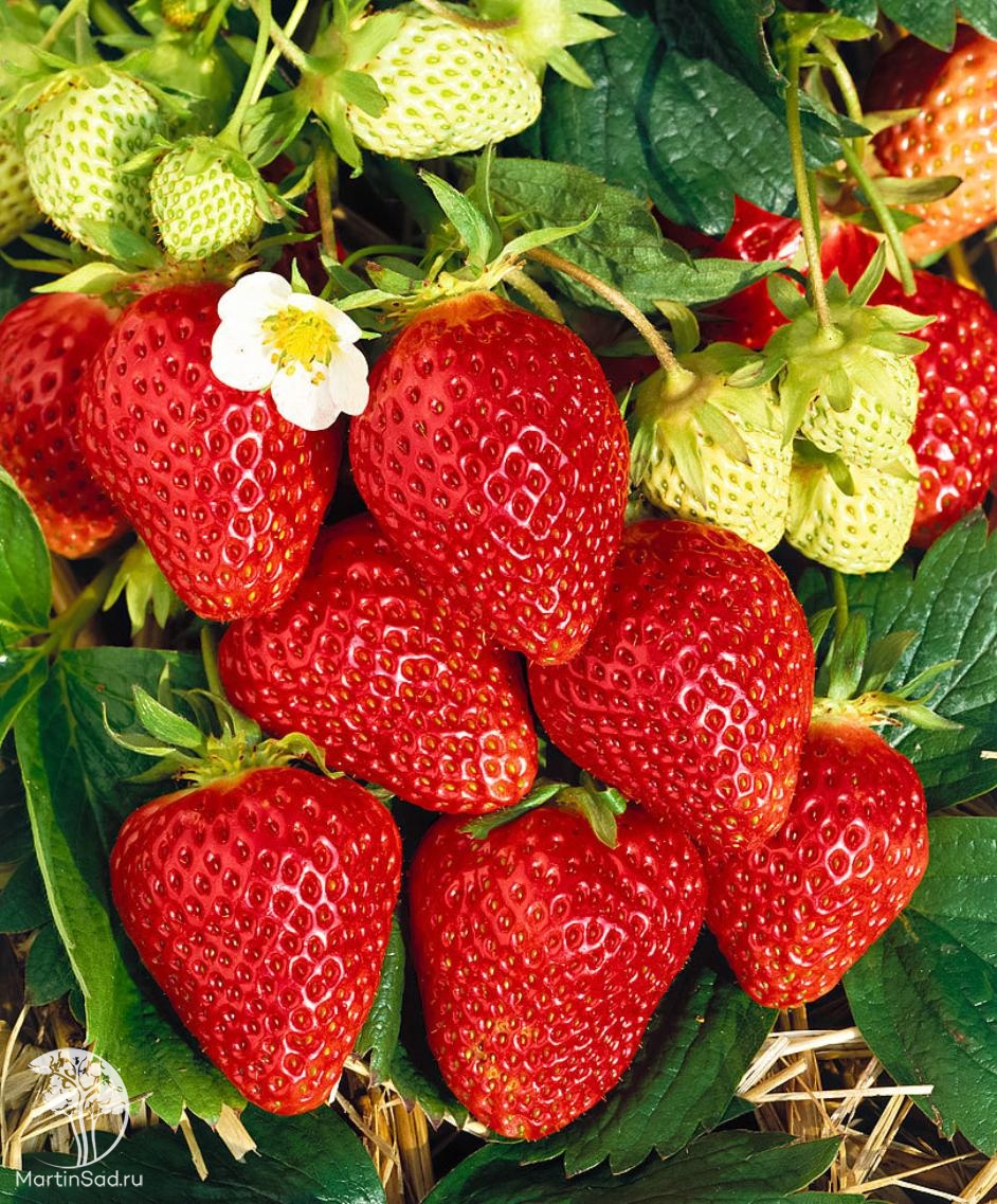 Земляника (клубника) 'Ламбада'