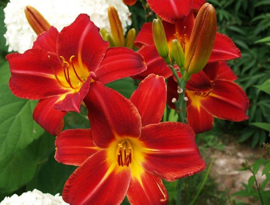 Лилейник гибридный 'Анзас' (красный)