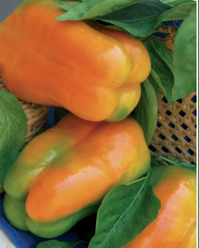 Перец 'Заря'