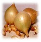 Лук-севок Штуттгартер Ризен 14-21 мм 0,5кг