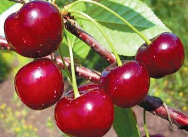 Вишня обыкновенная 'Малышка'