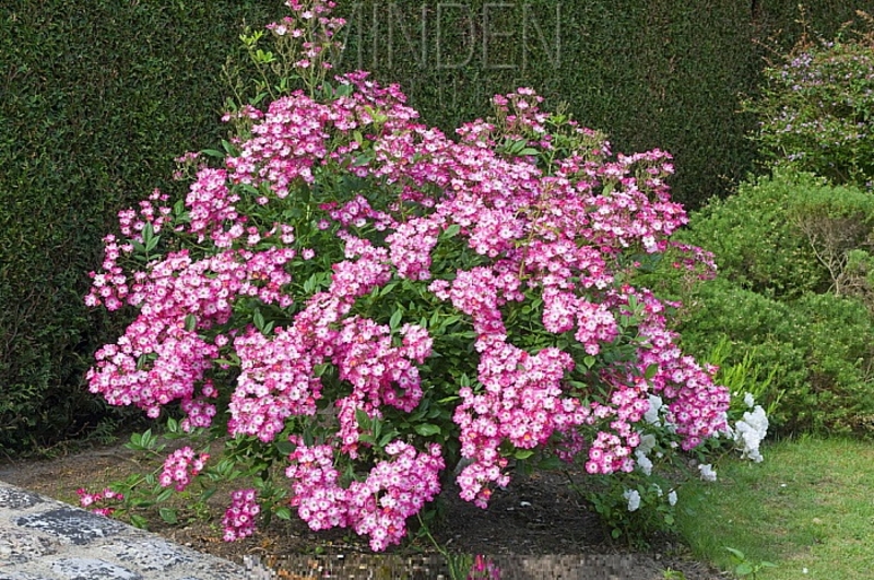 Роза 'Моцарт' (кустовая) (розовая)