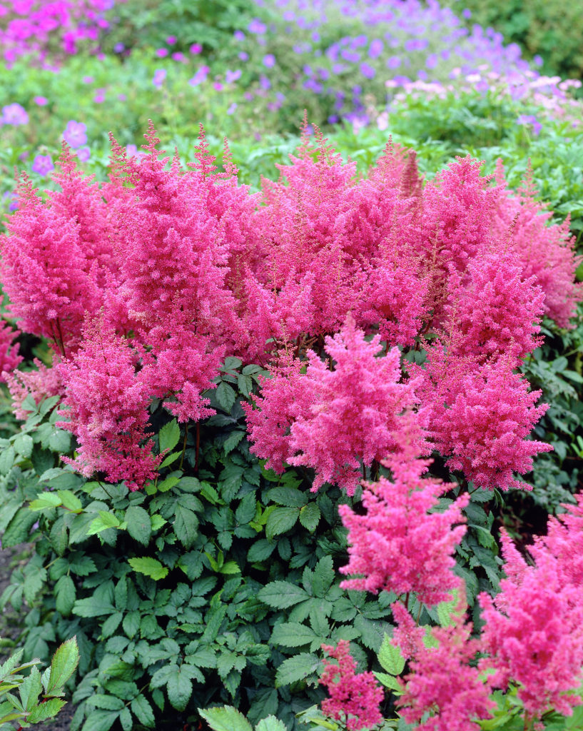 Астильба Арендса 'Федерси' (розовая)