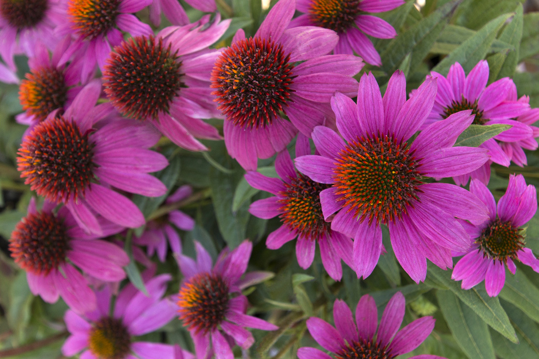 Эхинацея пурпурная 'Пау Вау Вайлд Берри' 