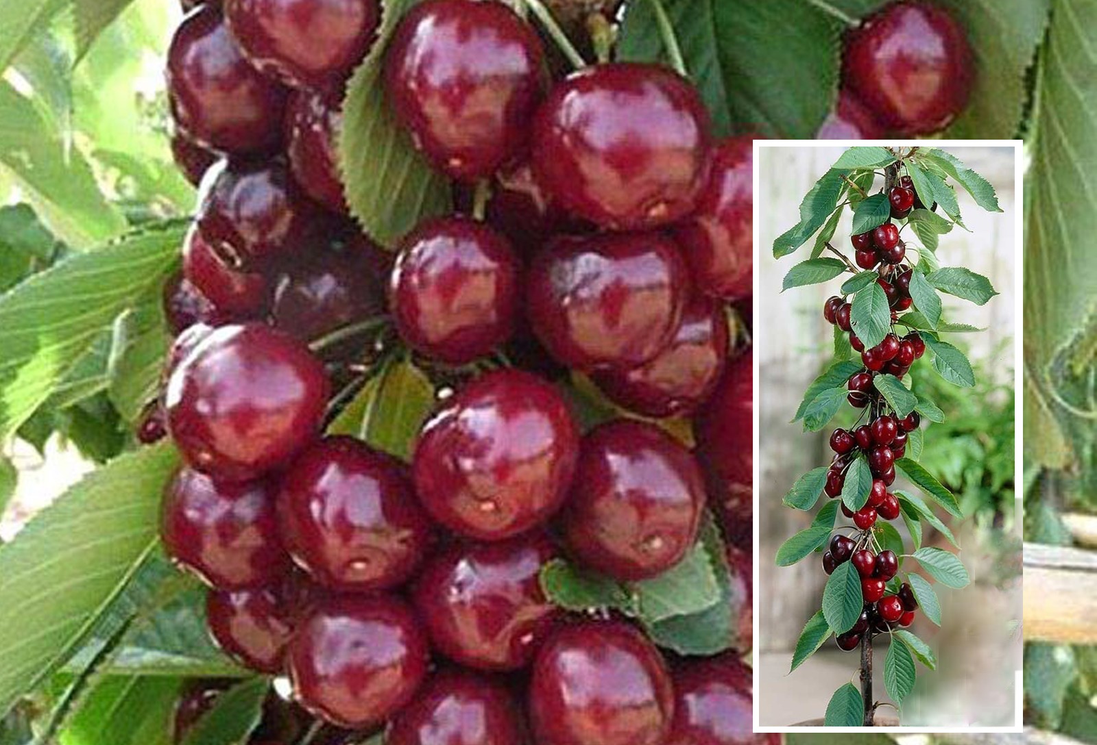 Вишня пирамидальная 'Восторг' 