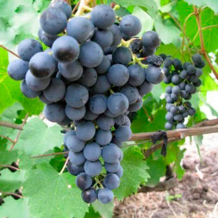 Виноград 'Плечистик'