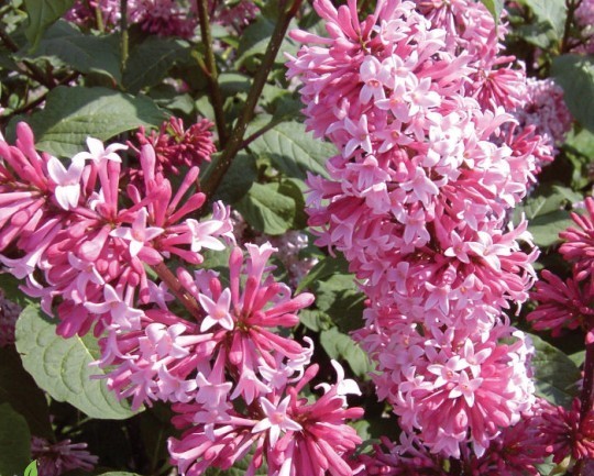 Сирень Престон 'Роялти' (розовая)