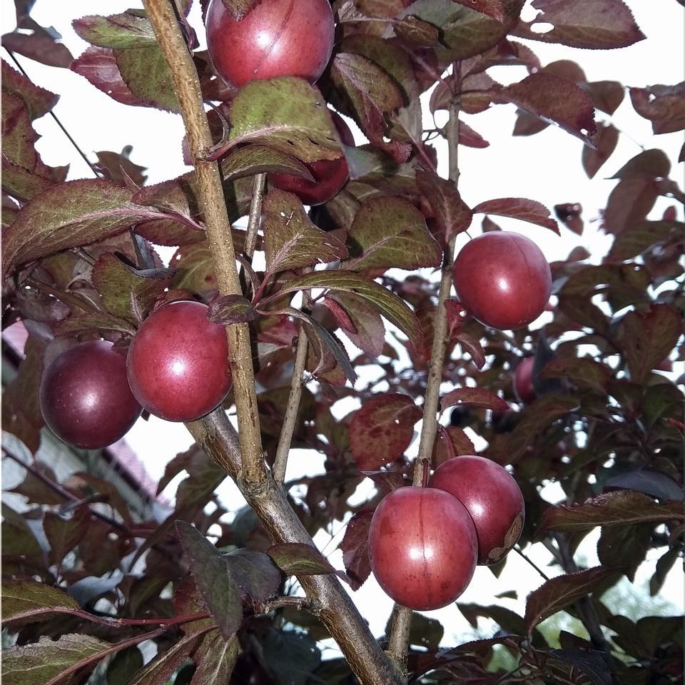 Персик 'Бургунди'