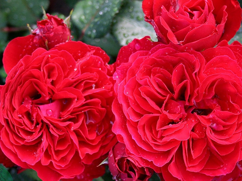 Роза 'Лук Гуд Фил Бэта' (флорибунда) (малиново - красная)