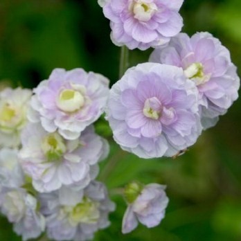 Герань луговая 'Саммер Скайс'