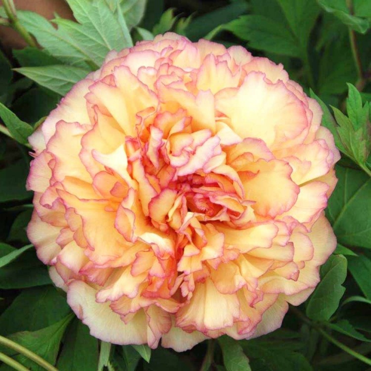 Пион древовидный (Золотая россыпь) 'Джин Ге' (оранжевый с розовыми краями)