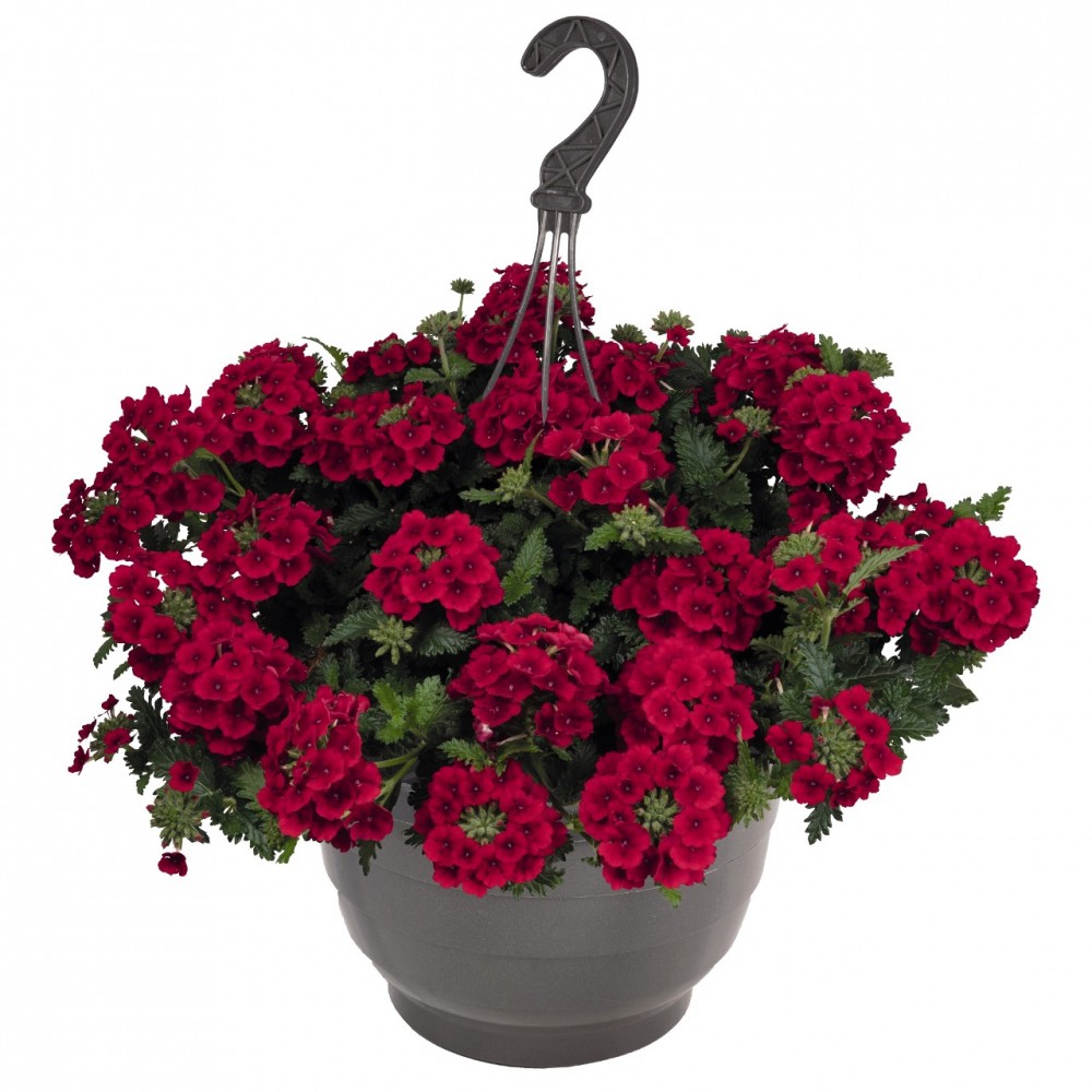 Вербена ампельная 'Экспресс Сан Рэд' (кашпо)