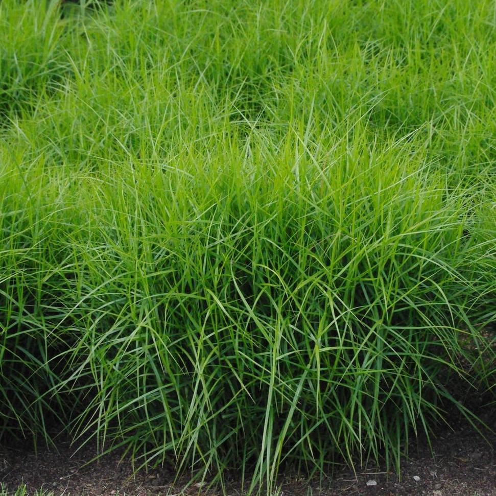 Осока пальмолистная