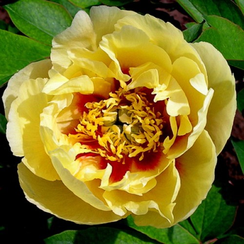 Пион Ито-гибрид 'Бордер Чарм' (желтый)