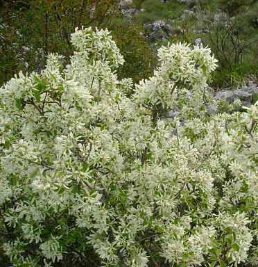 Ирга круглолистная