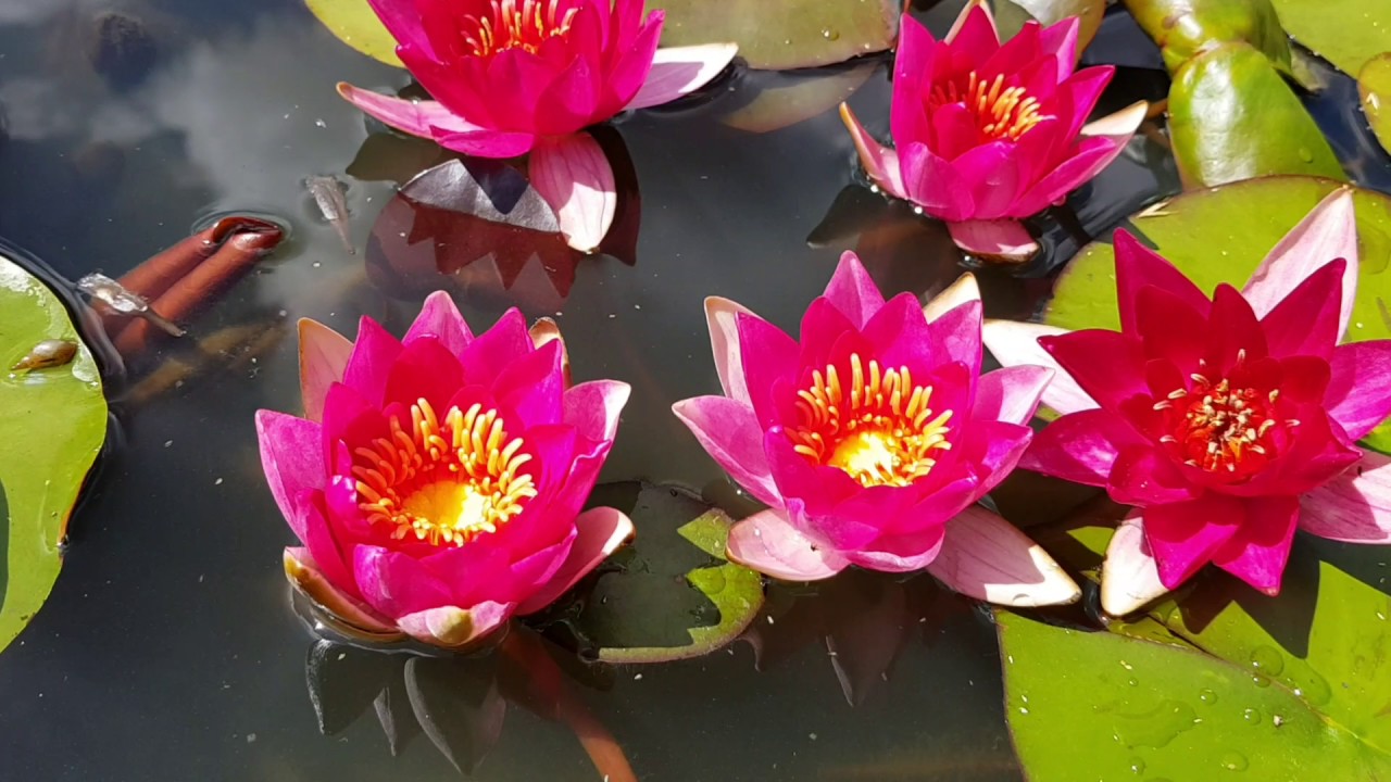 Кувшинка 'Пигмея Рубра'