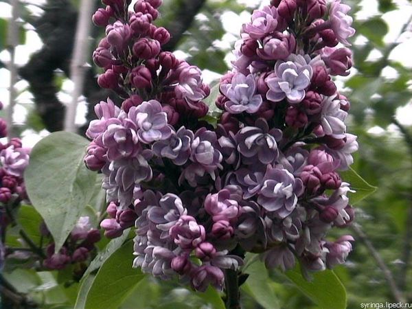 Сирень обыкновенная 'Дюк де Масса' (фиолетово - лиловая)