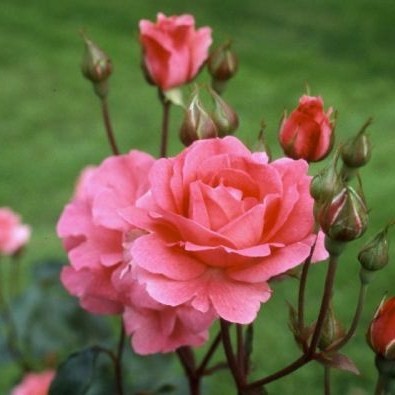 Роза 'Том Том' (флорибунда) (кораловая)