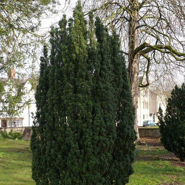 Тис средний 'Себиан'