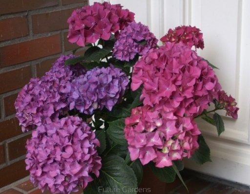 Гортензия крупнолистная 'Хоберджин'