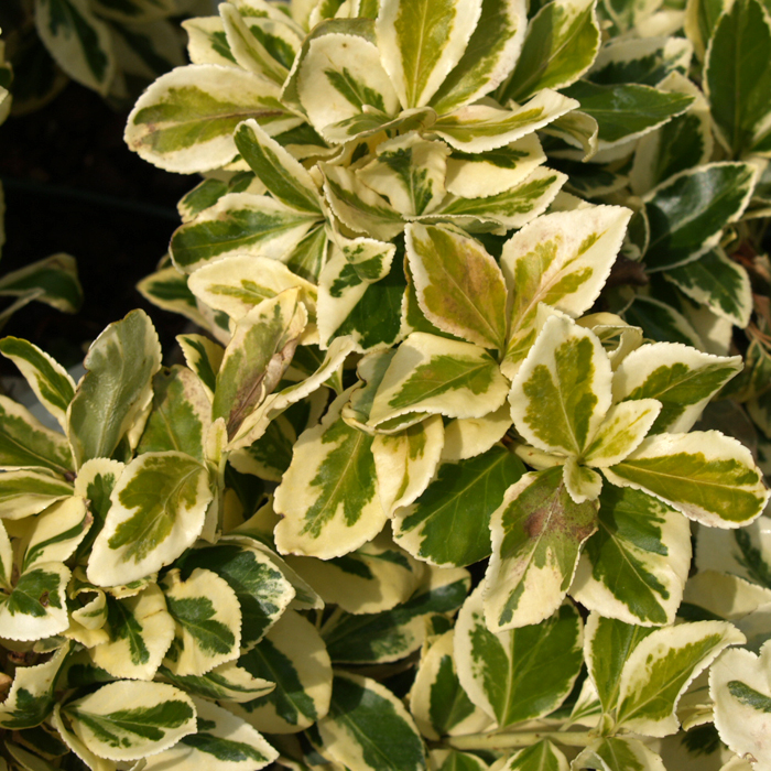 Бересклет Форчуна 'Сильвер Квин'