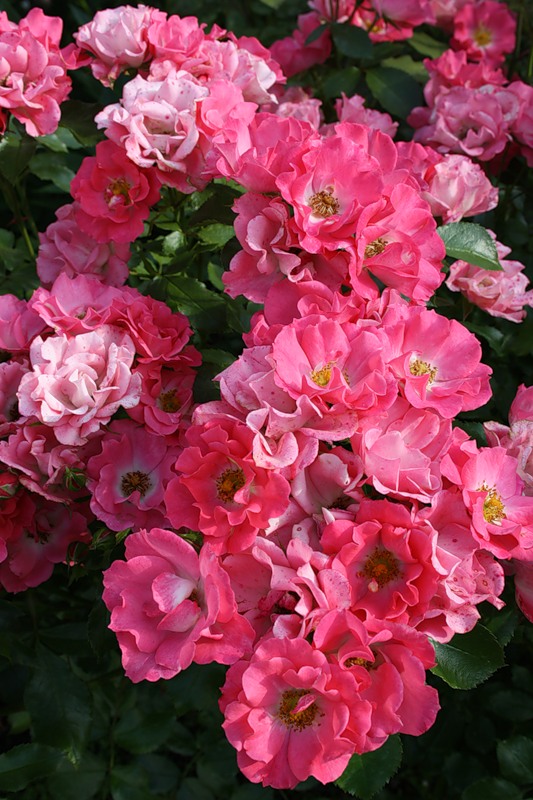 Роза 'Бад Бирнбах' (флорибунда) (розовая)