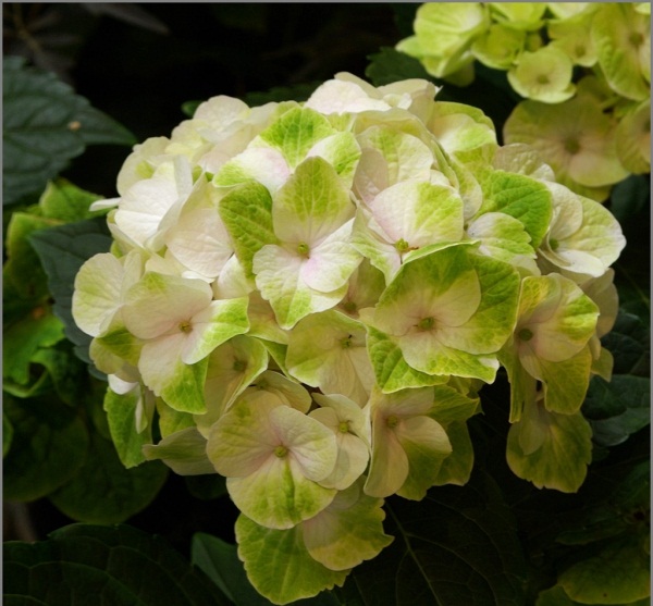 Гортензия крупнолистная 'Меджикал Ноблесс'