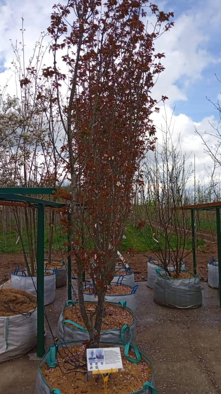 Вишня Хиллера 'Спайэ'