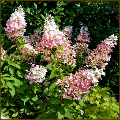 Гортензия метельчатая 'Конфетти'