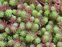 Очиток круглый (суккулент)