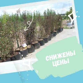 Снижены цены на деревья!
