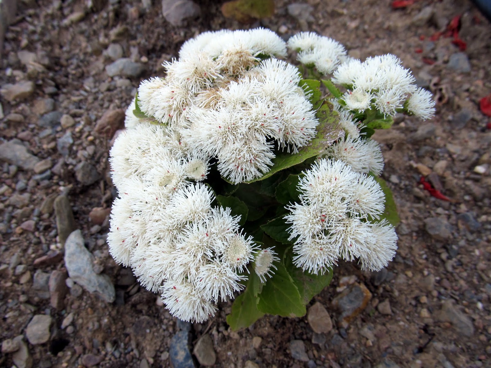 Агератум Хоустона 'Алоха Уайт' (белый)