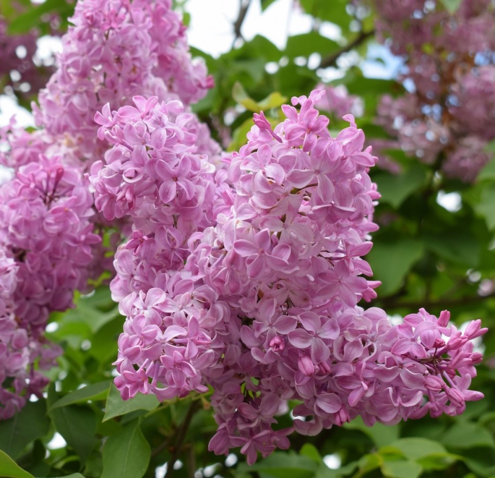 Сирень гиацинтовая 'Бюффон' 