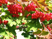 Калина плодовая