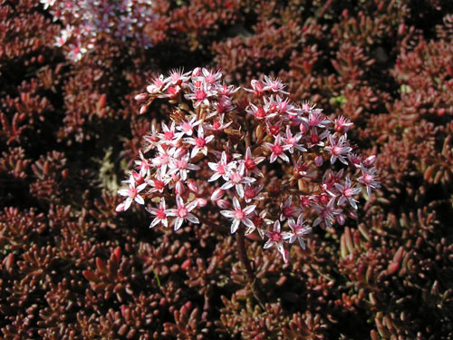 Седум белый (Очиток) 'Атропурпуреум'