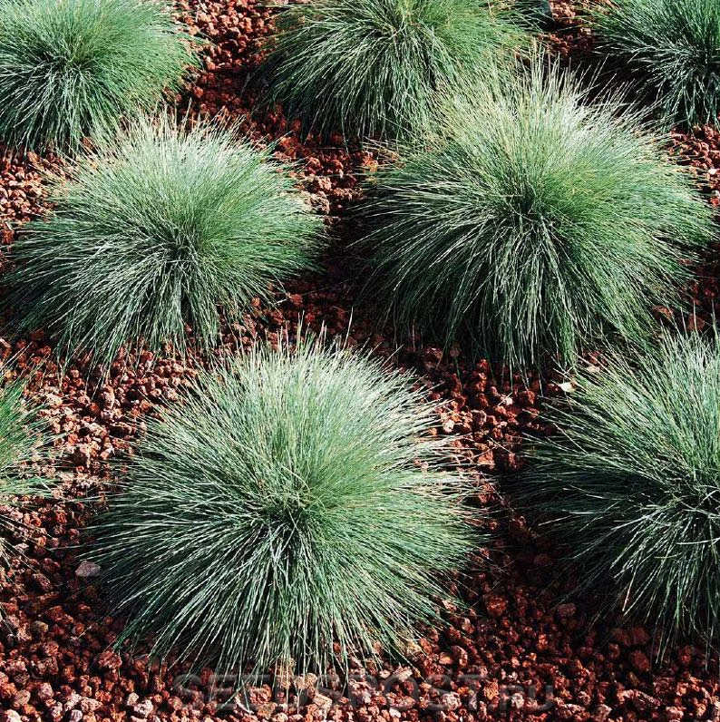 Овсяница валлиская