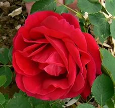 Роза 'Катберт Грант' (шраб) (красная)