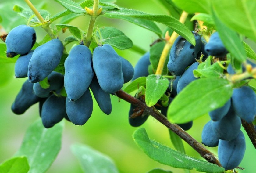 Жимолость съедобная 'Восторг'