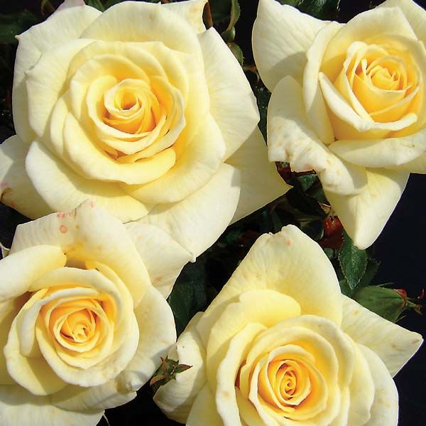 Роза 'Диамонд Форевер' (чайно-гибридная) (белая с кремовым)