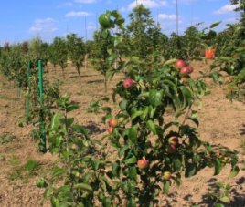 Полезные советы Правила посадки плодово-ягодных деревьев и кустарников
