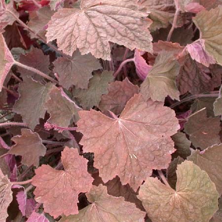 Гейхера гибридная 'Браунис'