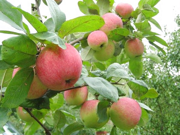 Яблоня домашняя 'Августа'