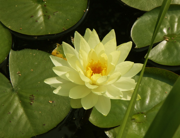 Кувшинка 'Йелоу Сенсейшн'