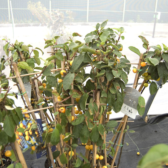 Яблоня домашняя 'Голден Корнет ' шпалера