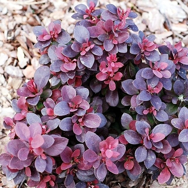 Барбарис Тунберга 'Конкорд'