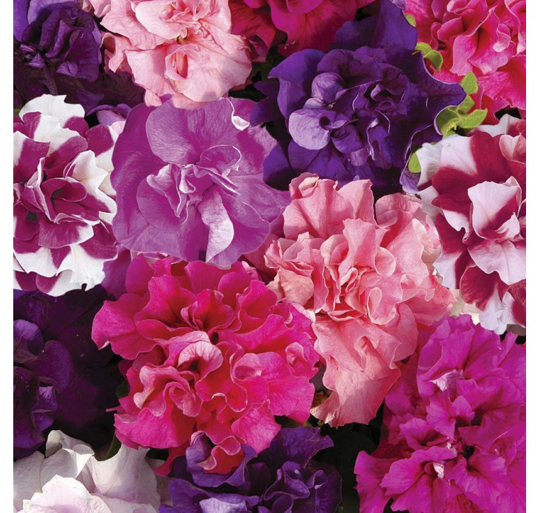 Петуния (сурфиния) гибридная 'Дуо' (смесь)