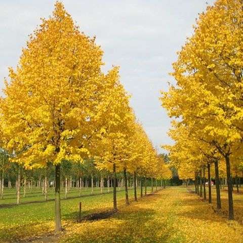 Липа мелколистная (сердцелистная) Винтер Оранж'