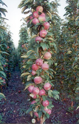 Яблоня колоновидная 'Янтарное ожерелье'