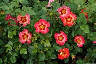 Роза 'Бабилон Корал Айз' (миниатюрная) (розовая с оранжевым)