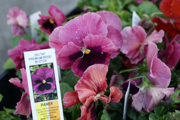 Виола Виттрока 'Инспайр Кармин Блоч' (темно-розовая с темным глазком)